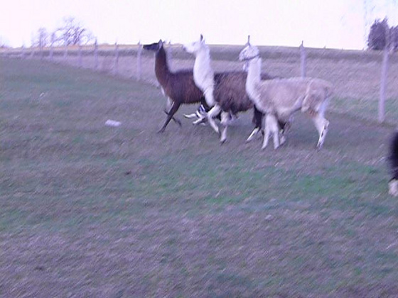 10475463_3b06ea0b5a2f2cac51cd1aca9a419df6_m.jpg