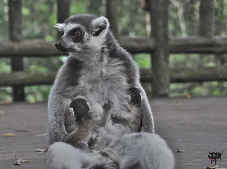 geszter: lemur3
