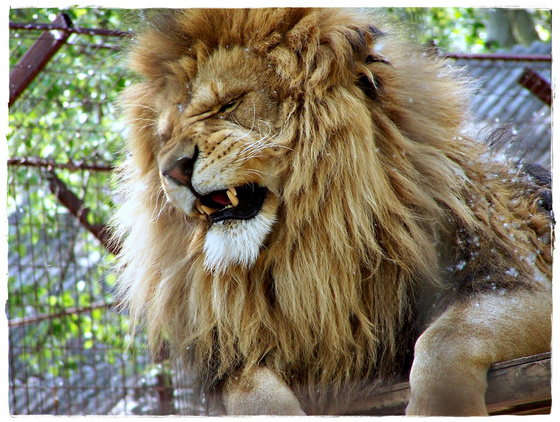 Lion - Zoo-Abony