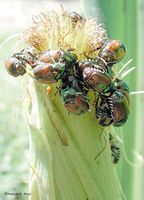 Caracalla: japanese beetle corn