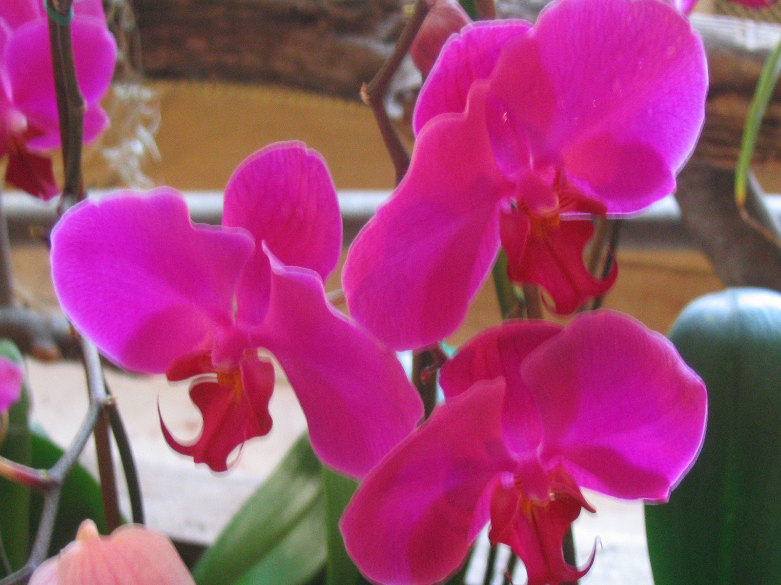 Orchid show, Orchidea bemutató 004