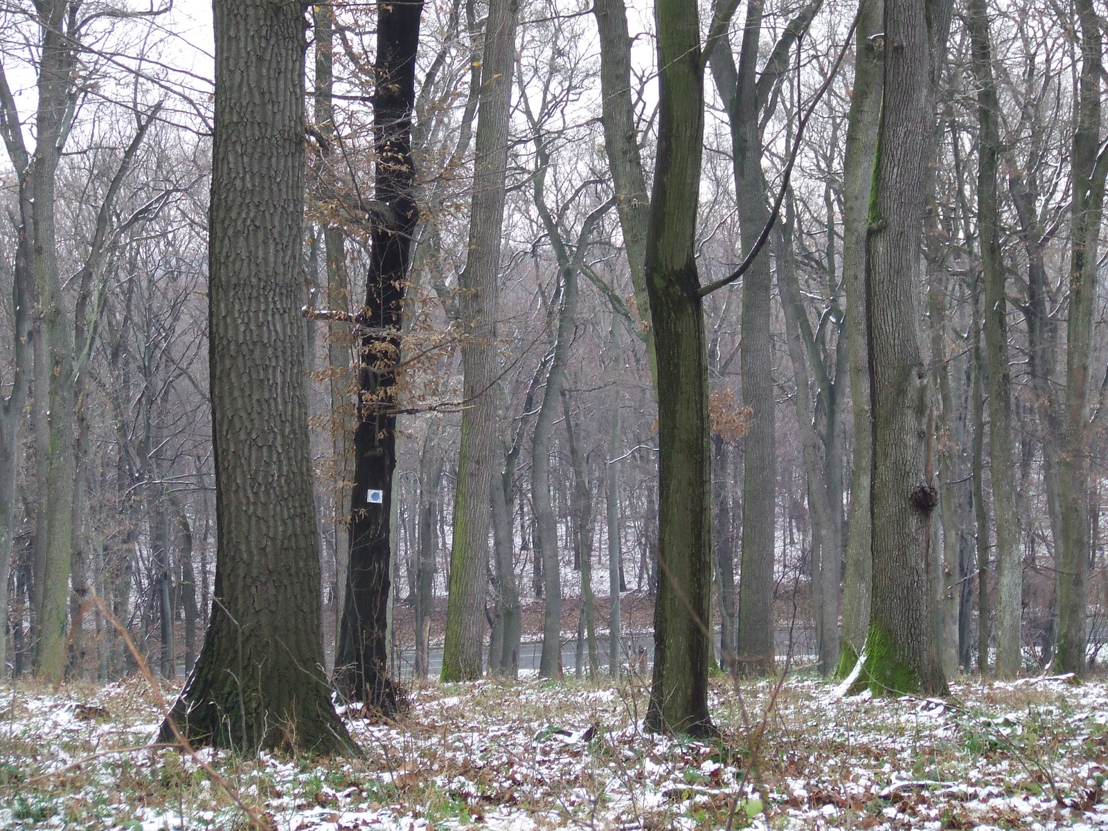 A egyik régi jel az erdőben (ösvény nincs). Kép: N46,19720 E18,4