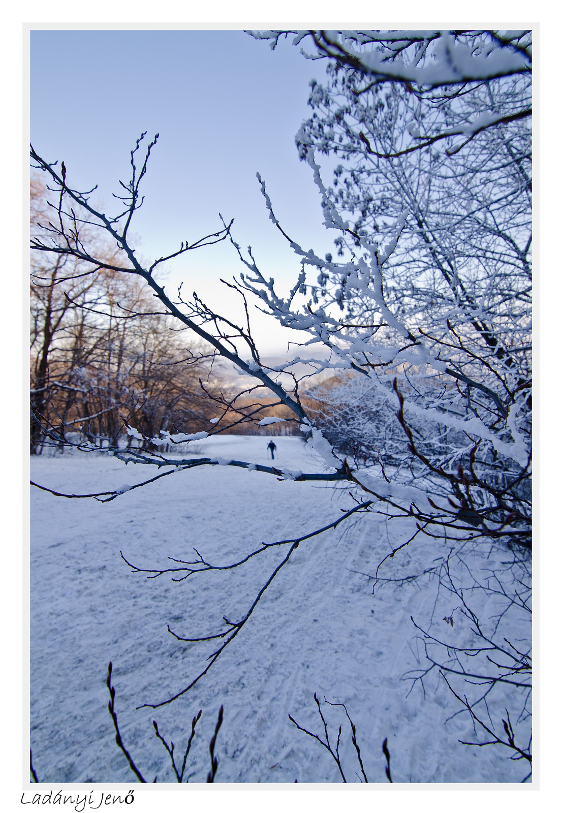 Snowy forest