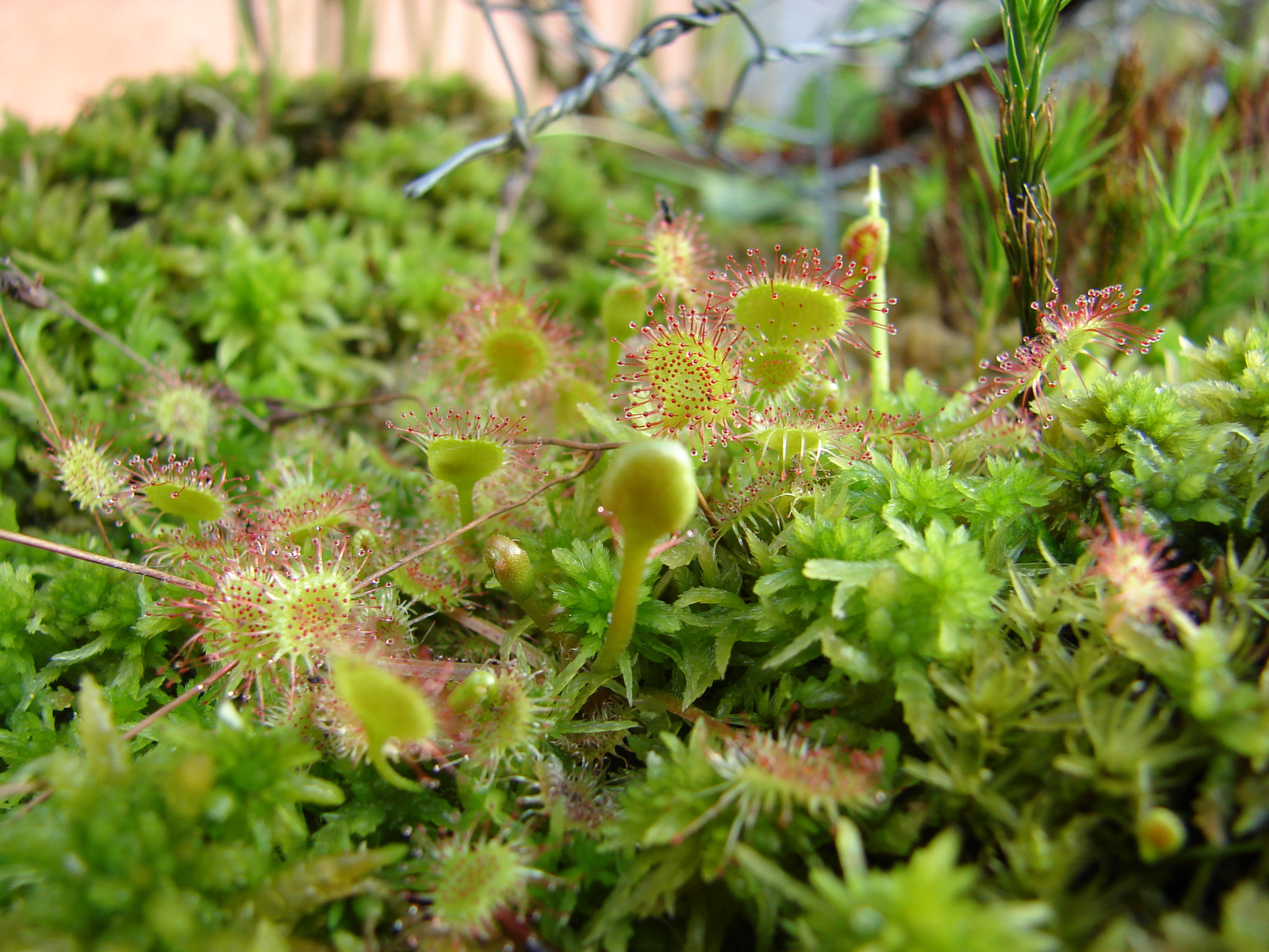 Kereklevelű harmatfű (Drosera rotundifolia)