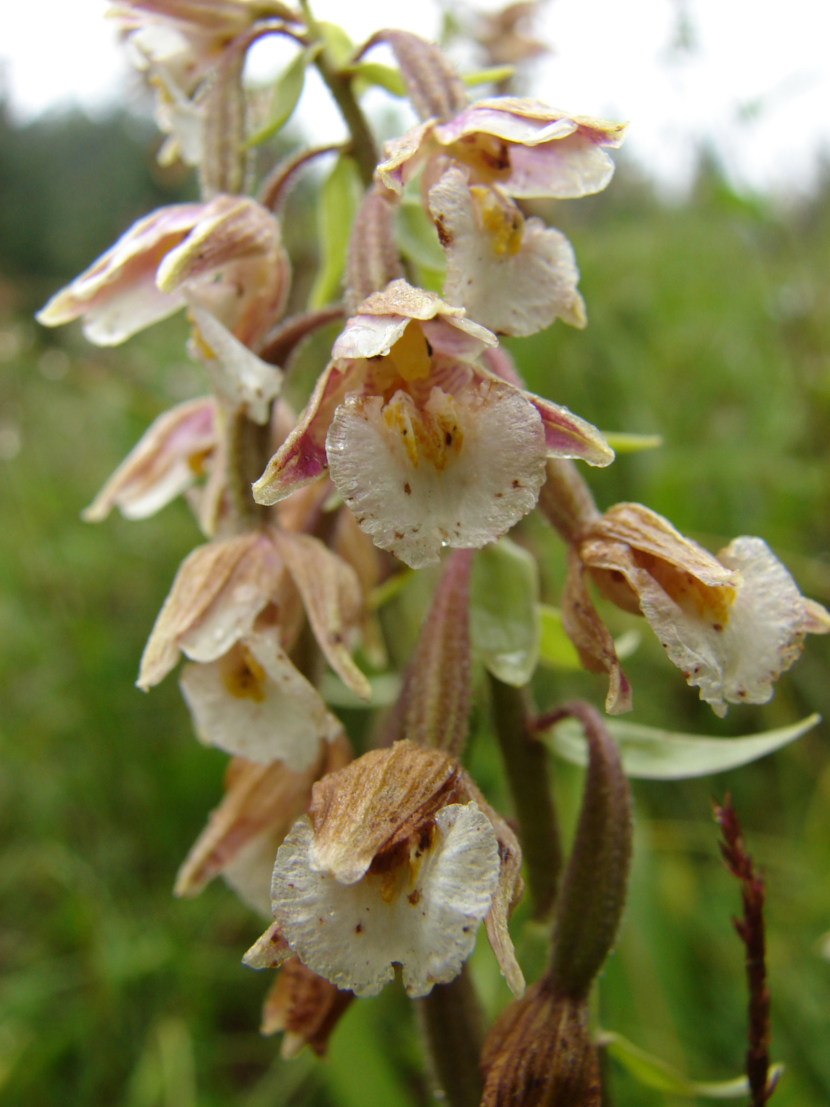 E. palustris