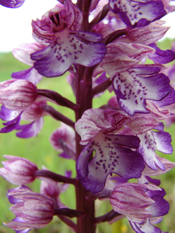 Orchis x hybrida (O.purpurea x militaris)