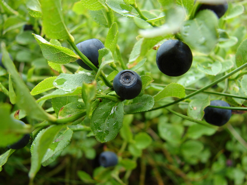 Fekete áfonya (Vaccinium myrtillus)