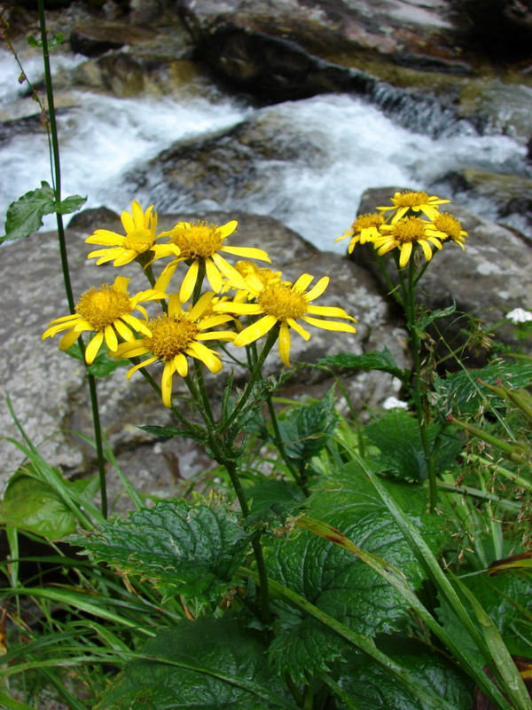 Aggófű (Senecio subalpinus)