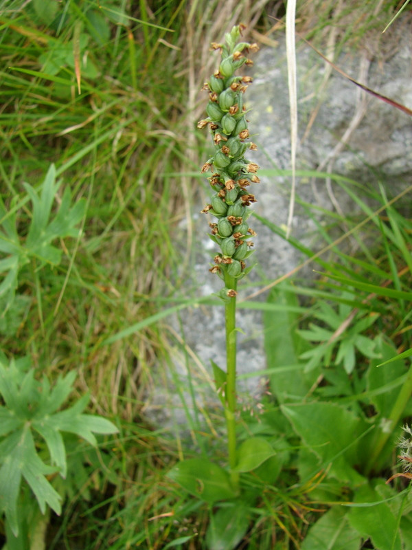 Halvány bibircsvirág (Pseudorchis albida)