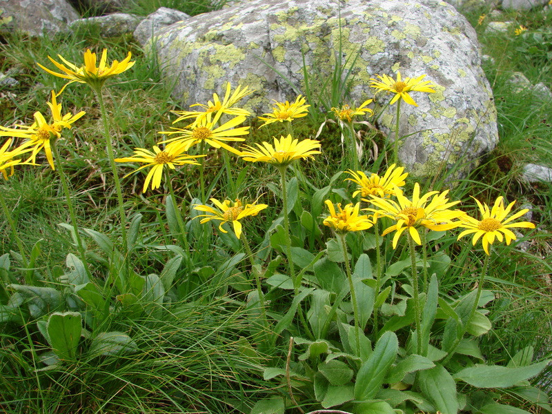 Havasi zergevirág (Doronicum clusii)