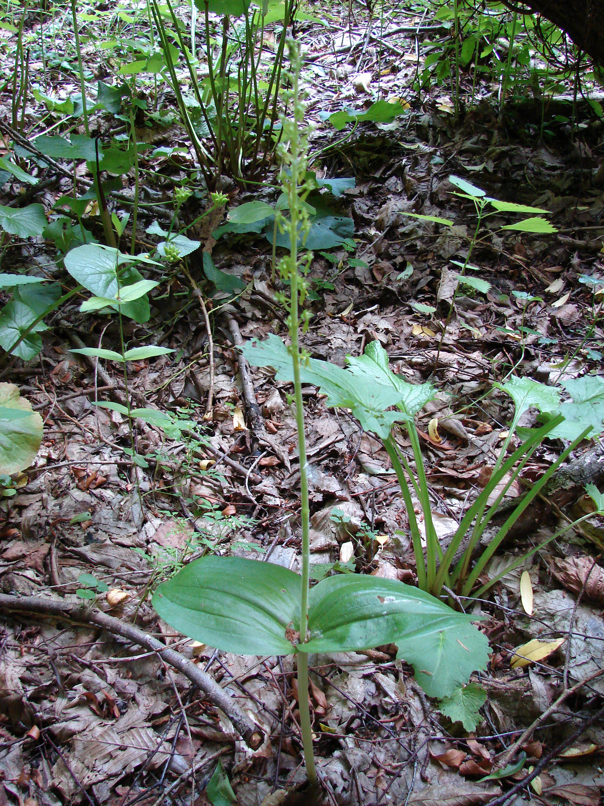 Békakonty (Listera ovata)