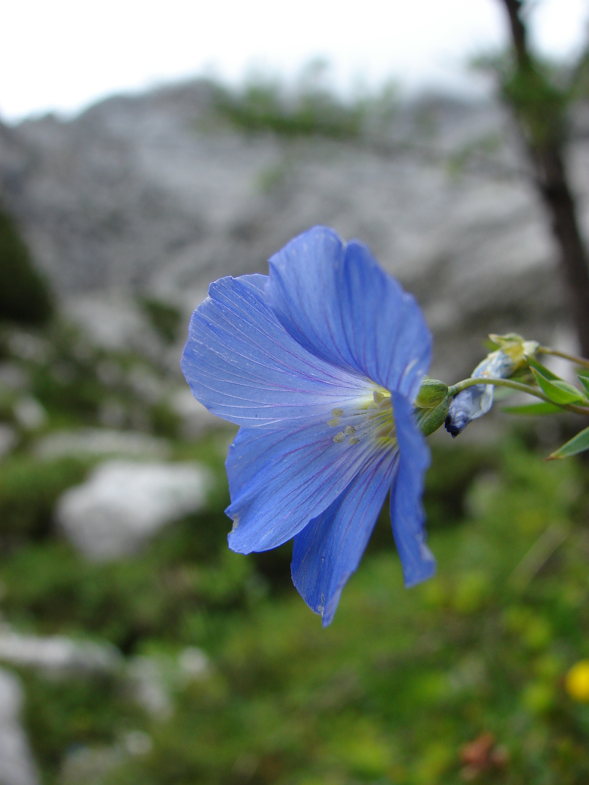 Len (Linum sp.)