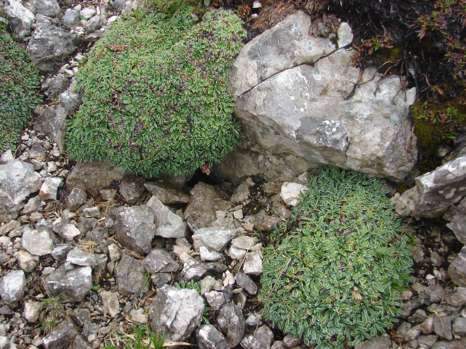 Kőtörőfű (Saxifraga crustata)