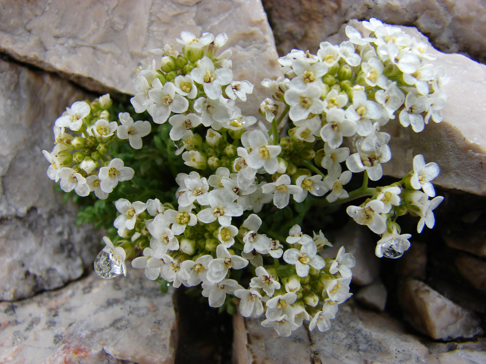 Havasi sziklaizsázsa (Hutchinsia alpina)