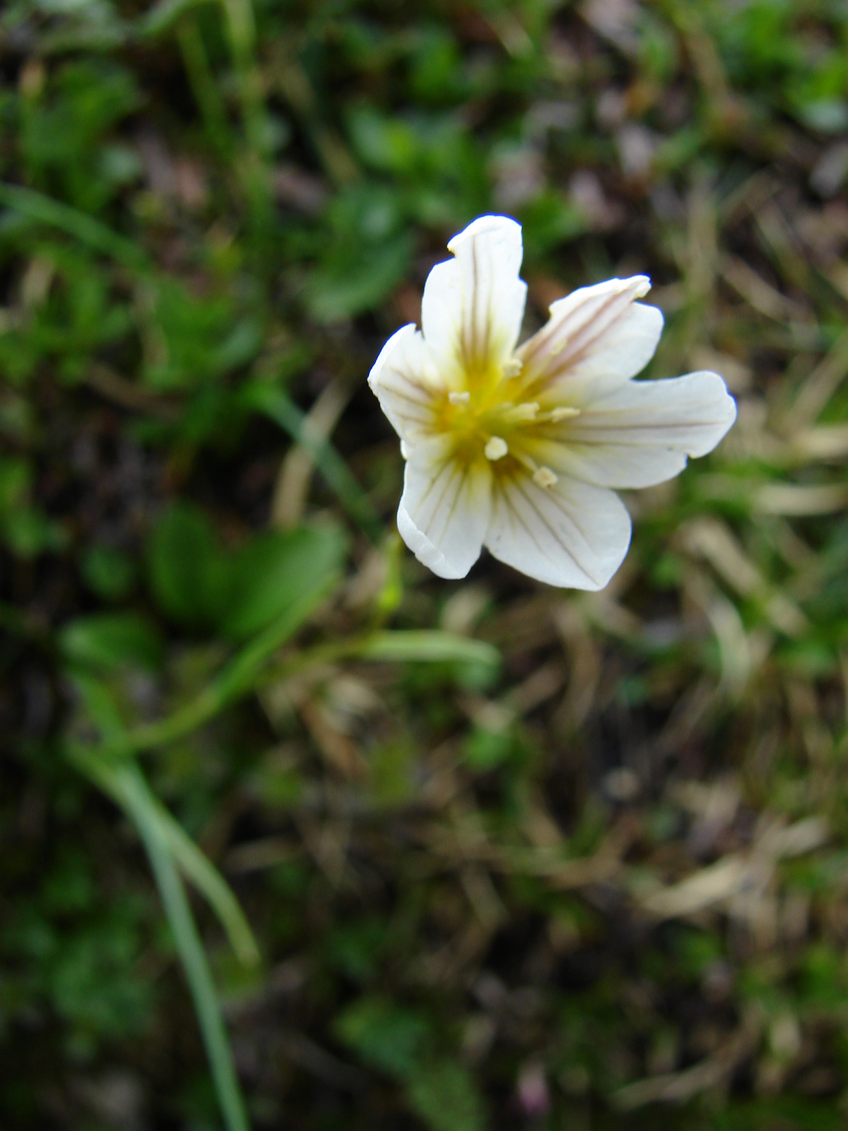 Lyold füve (Lloydia serotina)