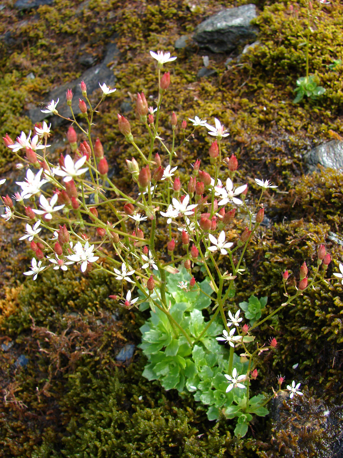 Csillagos kőtörőfű (Saxifraga stellaris)