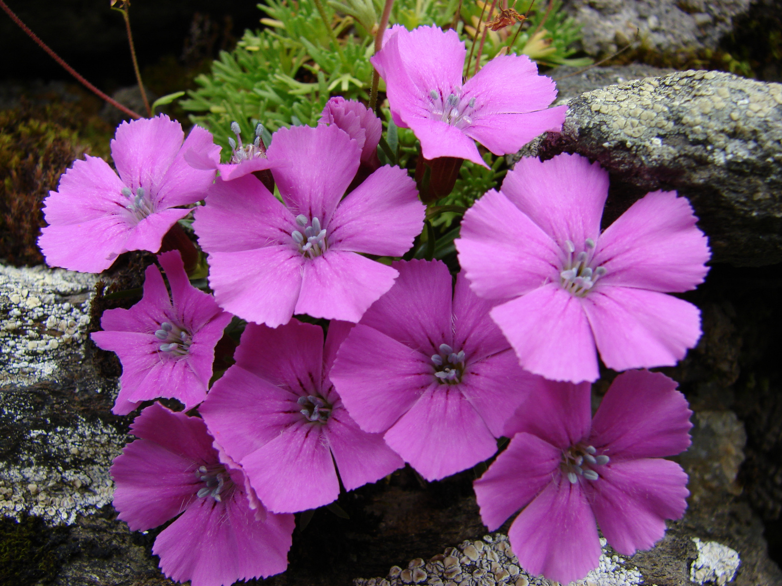 Fagyos szegfű (Dianthus glacialis ssp. gelidus)