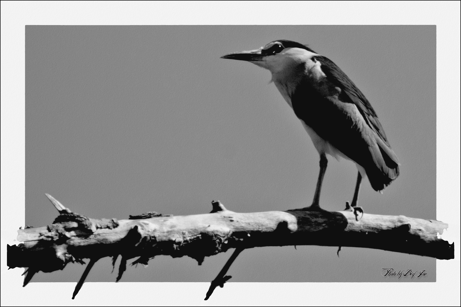 nycticorax nycticorax  / bakcsó