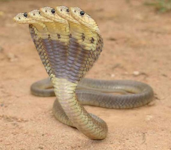snake02