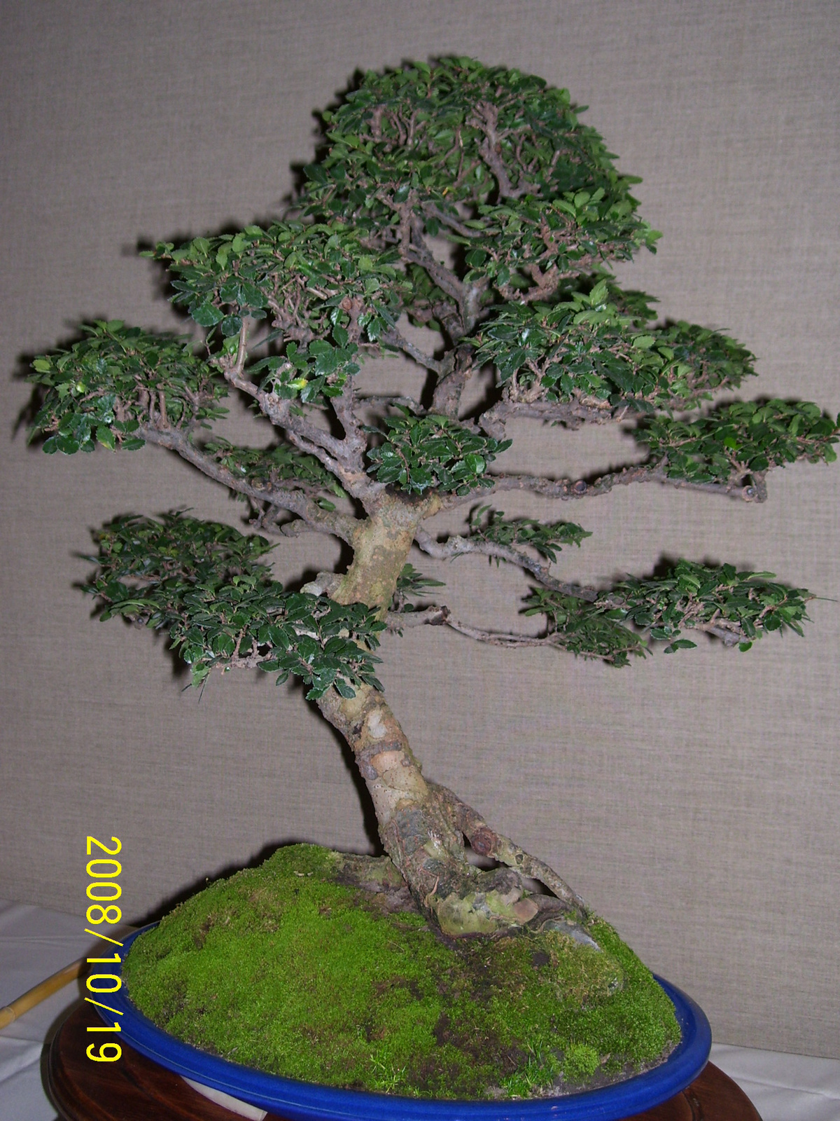 bonsai