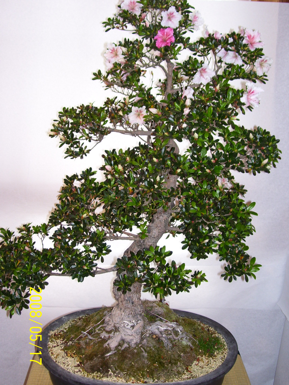 Höchstetten Bonsai39