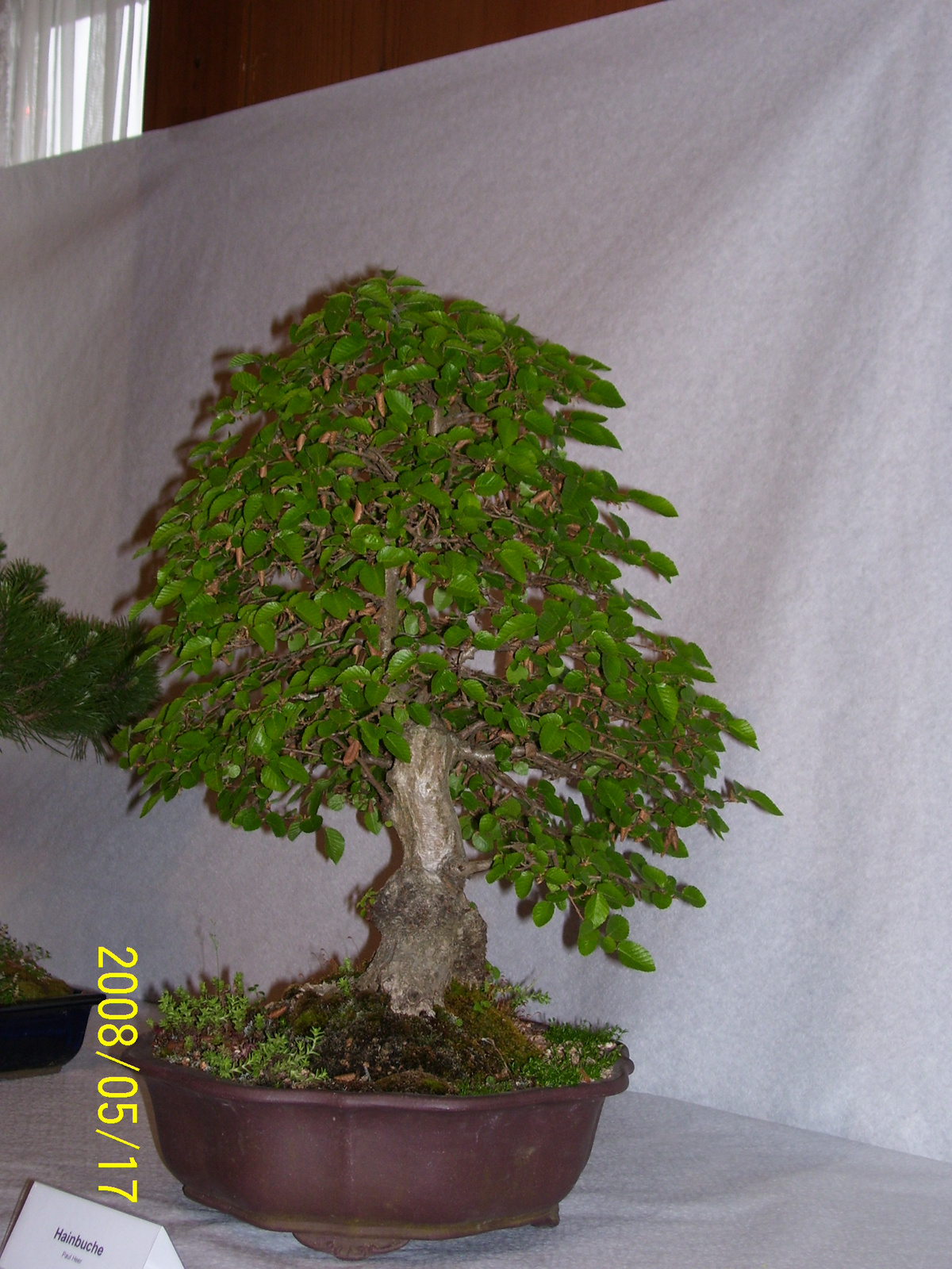 Höchstetten Bonsai48