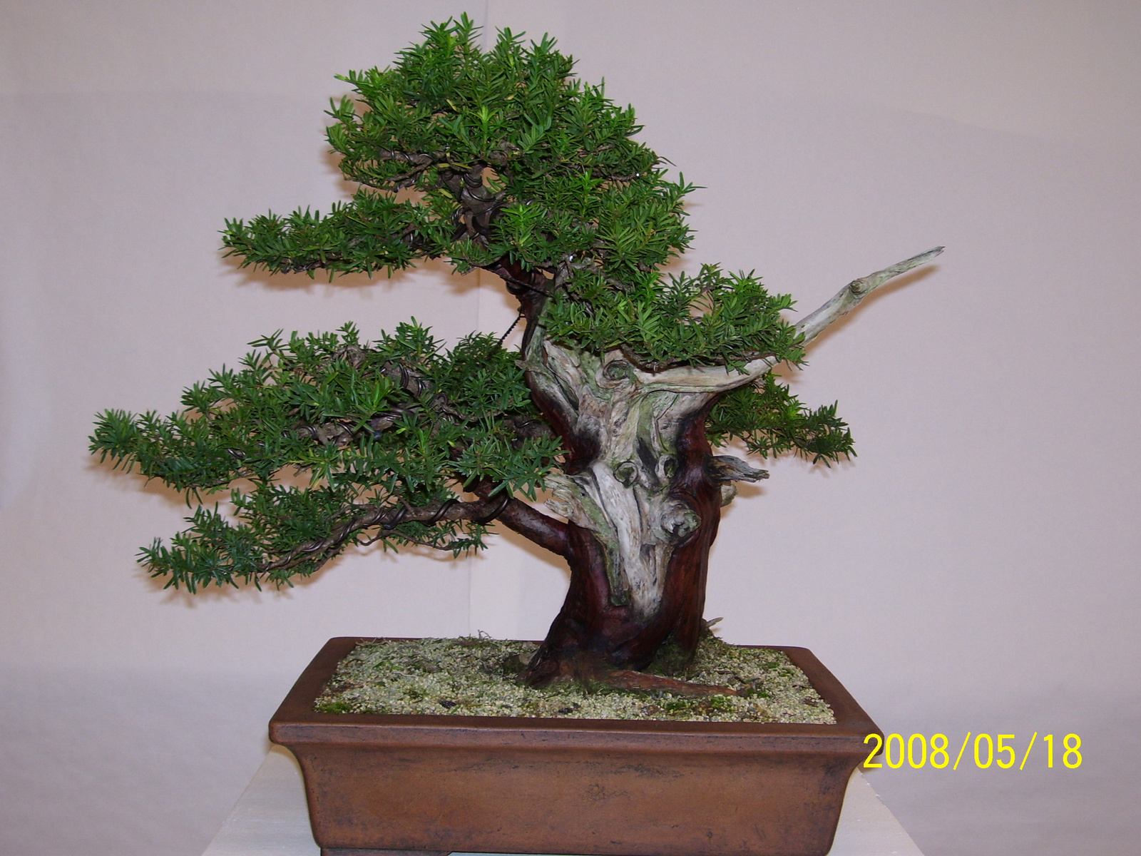 Pratteln bonsai5