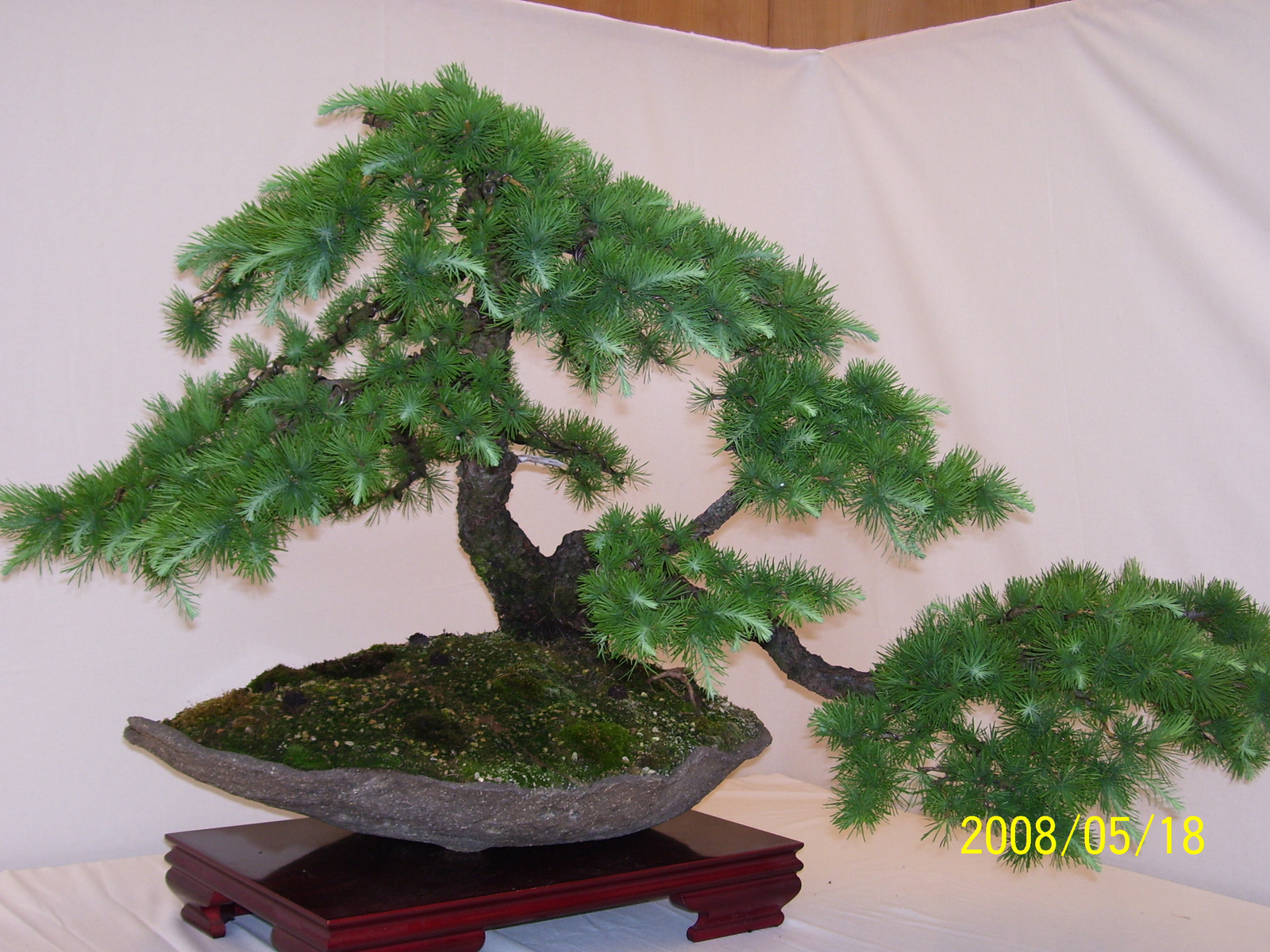 Pratteln Bonsai68