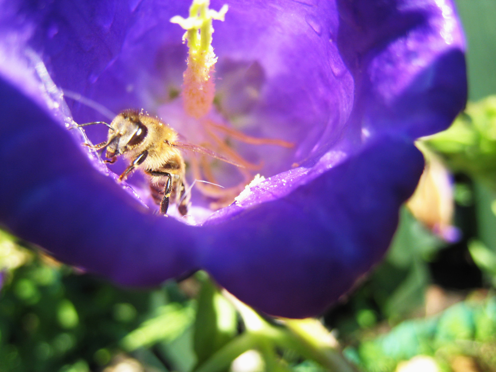 A polen fogságában