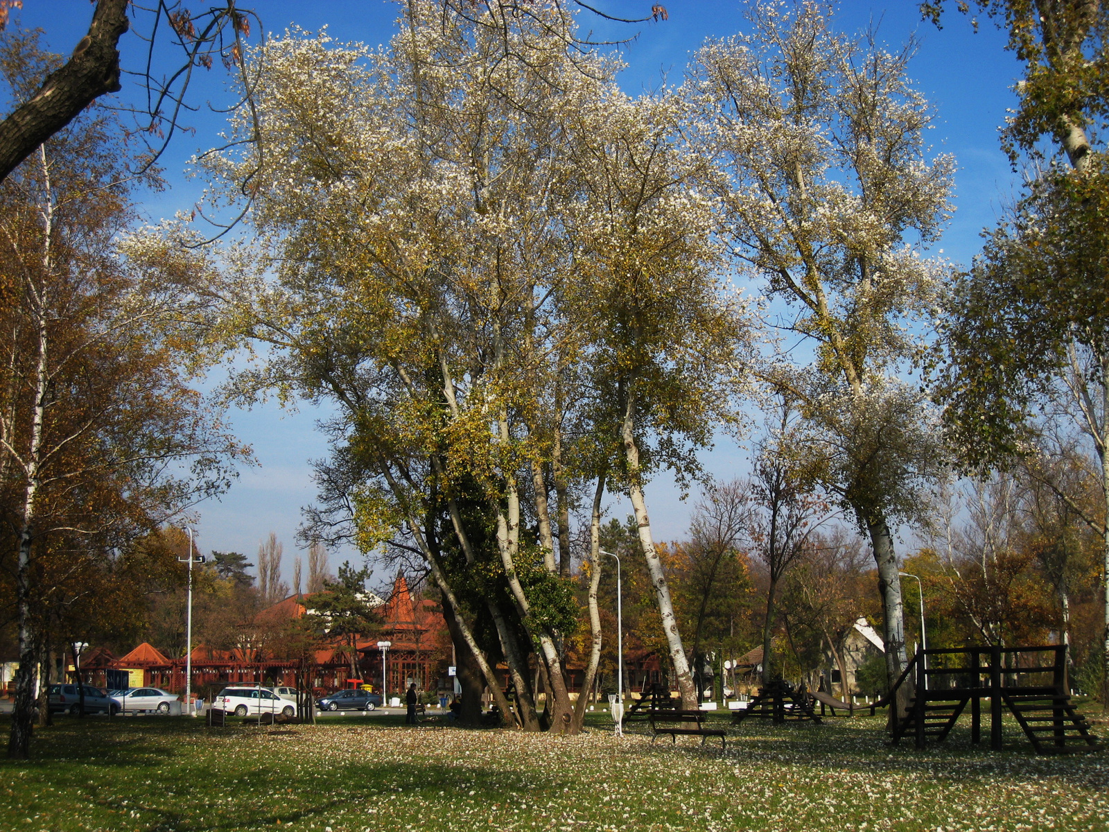 Rezgő nyárfa és környezete