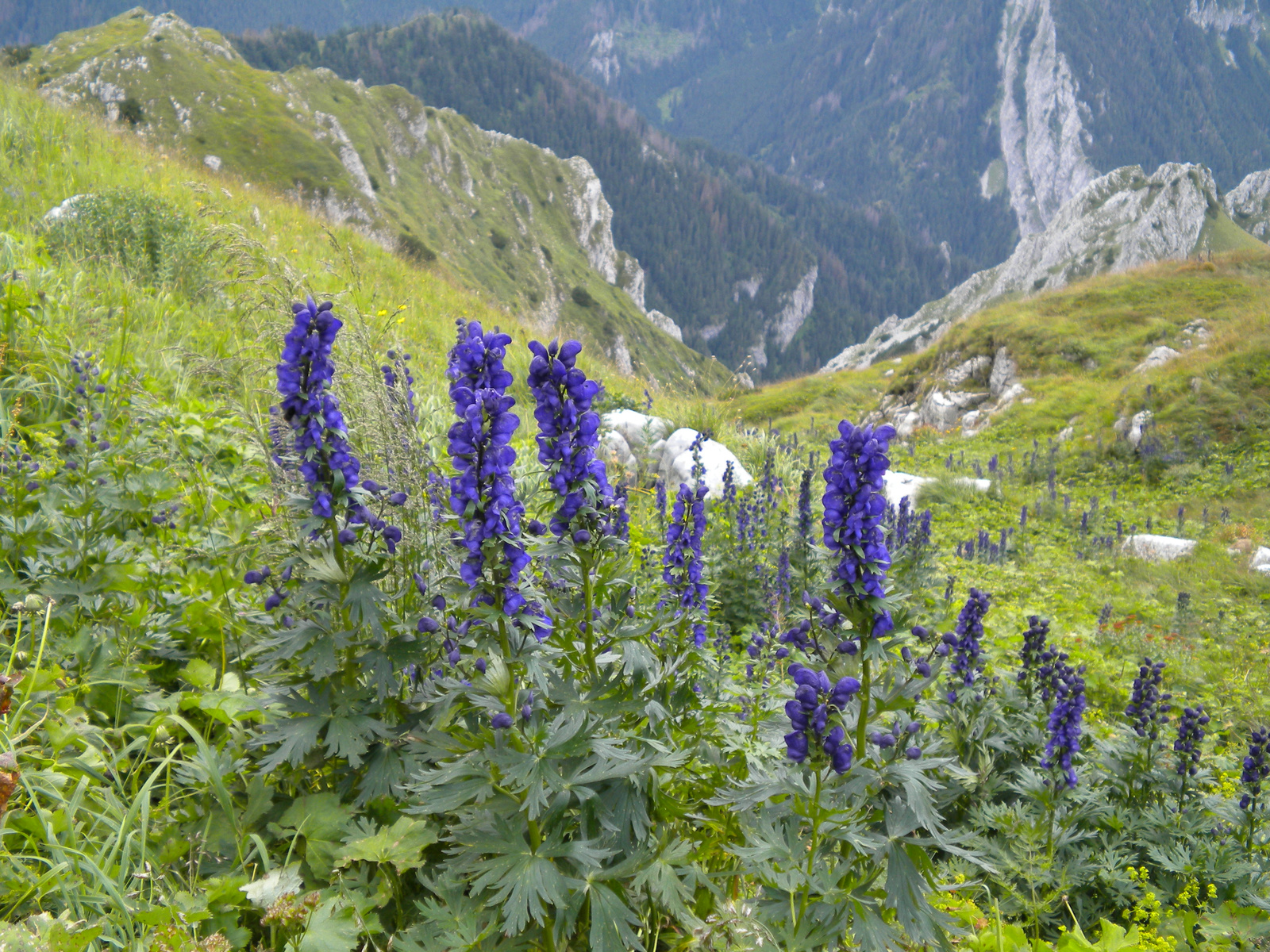 Zakopane 2010 211