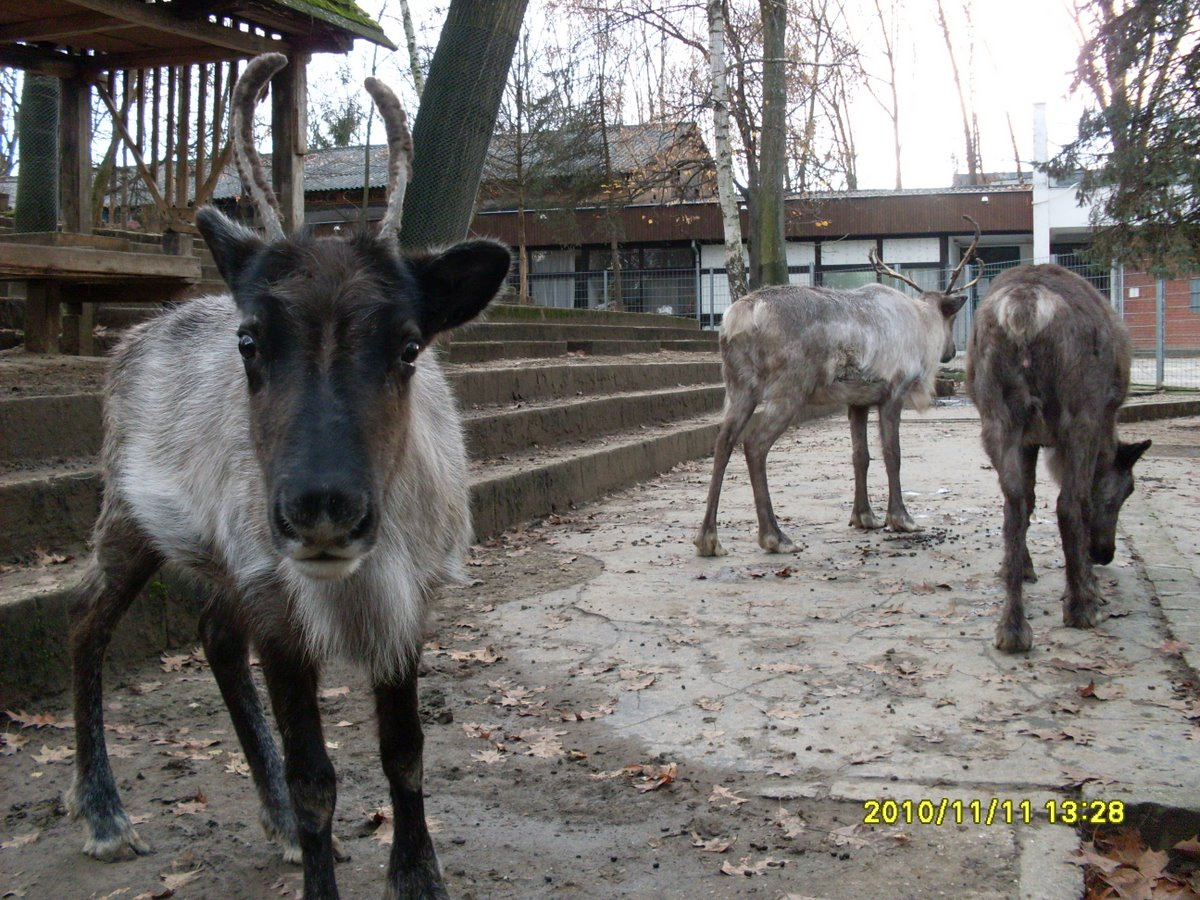 Nyíregyháza Zoo 2010 (71)