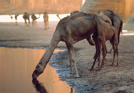 camel-watering-hole-steinmetz-525373-ga