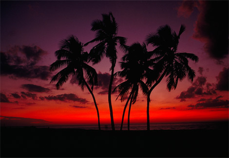 sunset-palm-trees-gehman-88192-ga