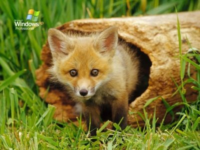 normal Red Fox Pup