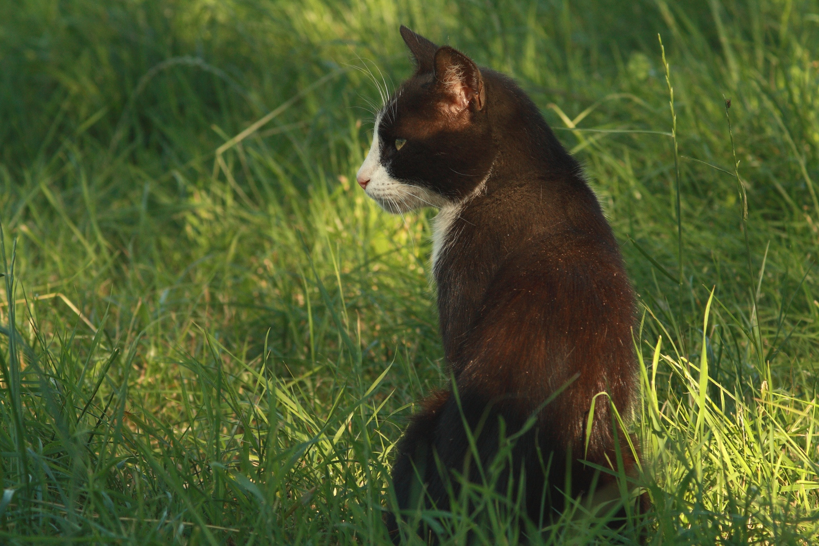 macska ül a fűben