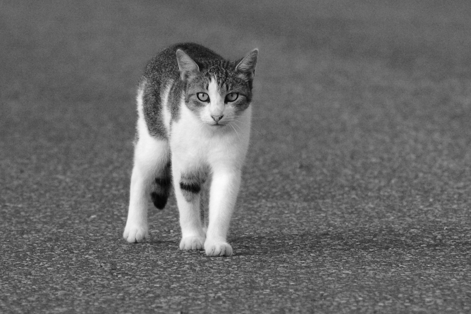 macska az úton