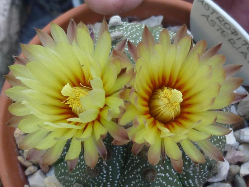 Astrophytum asterias