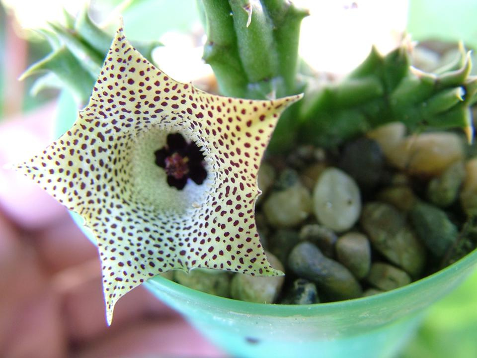 Huernia yemenensis