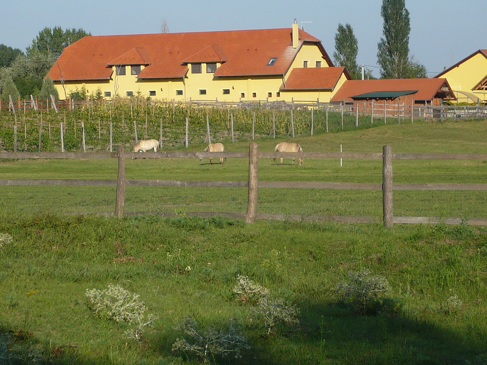 szentendre 2008 002