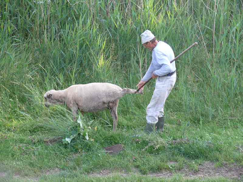 poganyi birkanyaj 800/poganyi birkanyaj00015