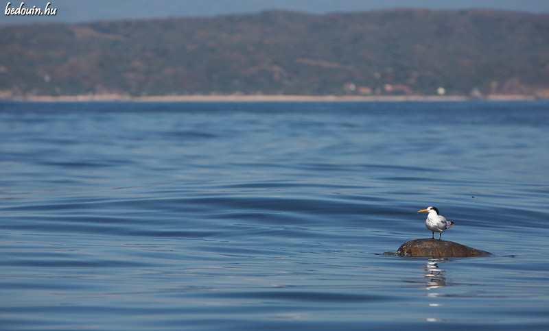 Turtleback hitching - Mazunte, Mexico, 2007