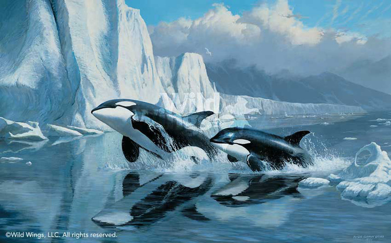 orca-prints