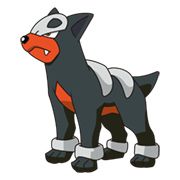 Houndour77