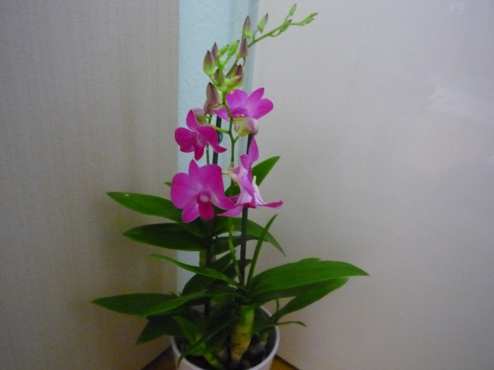 2011. ÁPRILIS  29. ORCHIDEÁK 015