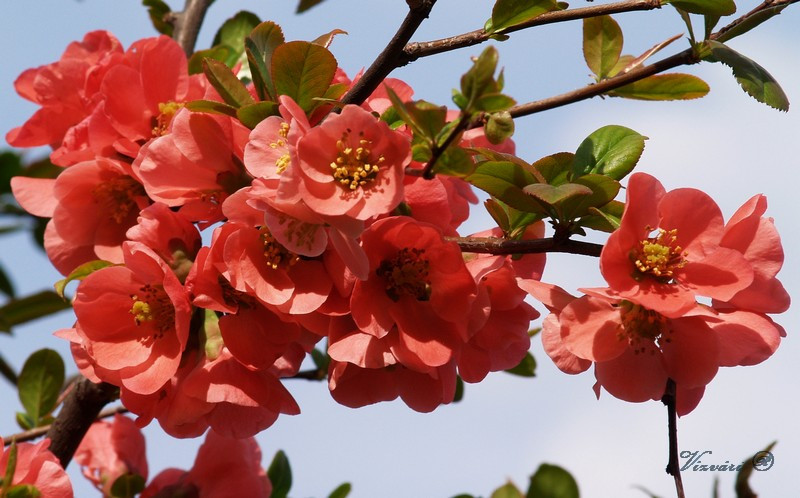 Japán birs