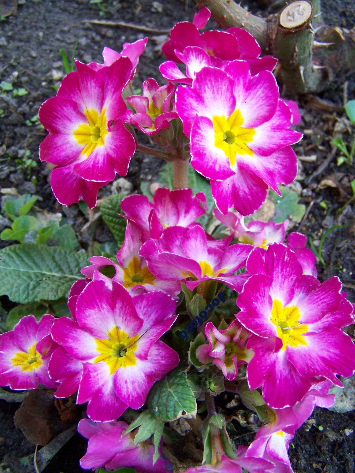 Primula 5217