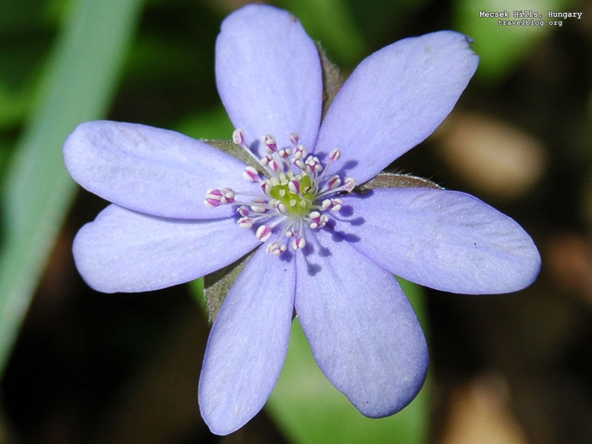 blue flower wallpaper