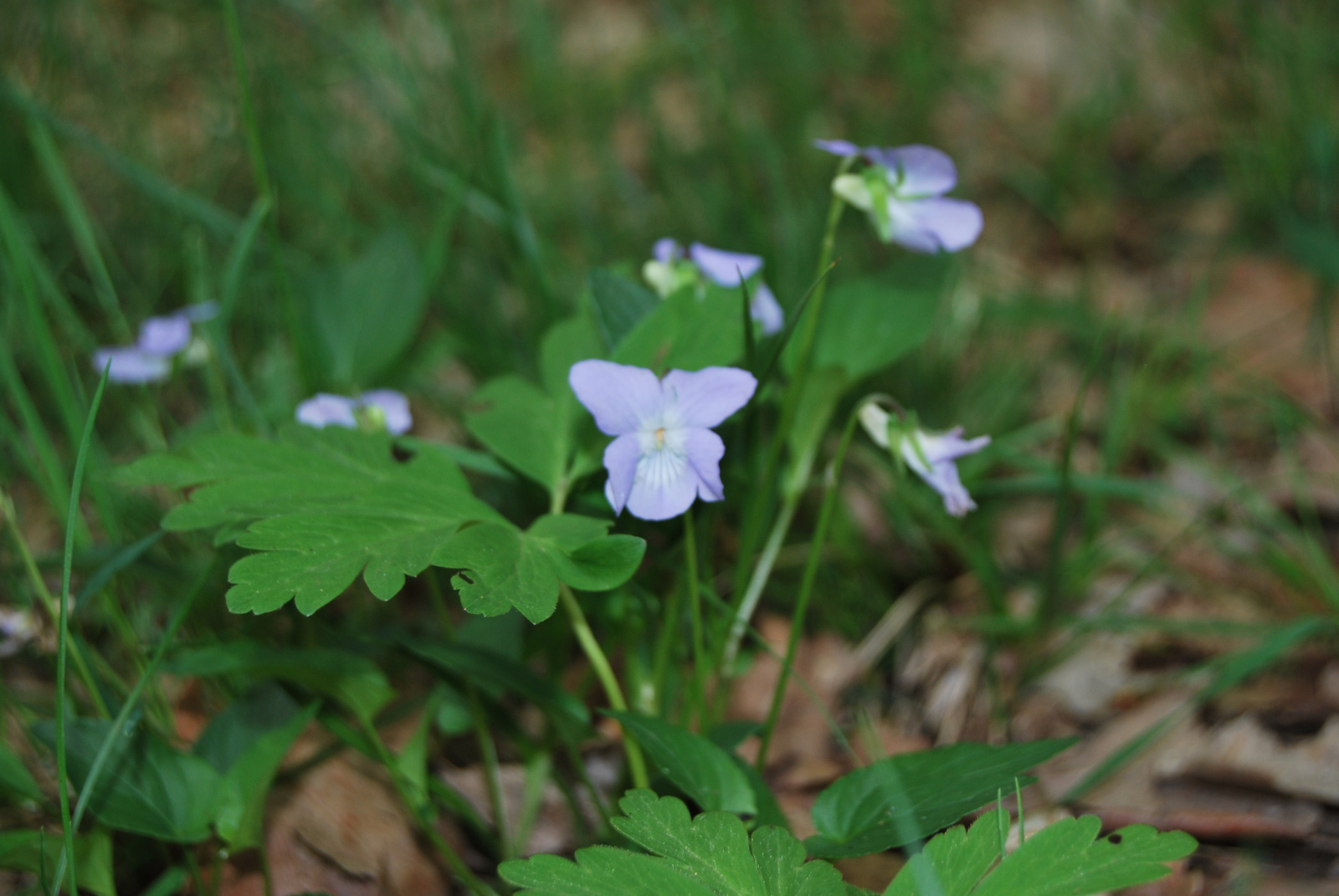 elkésett ibolya