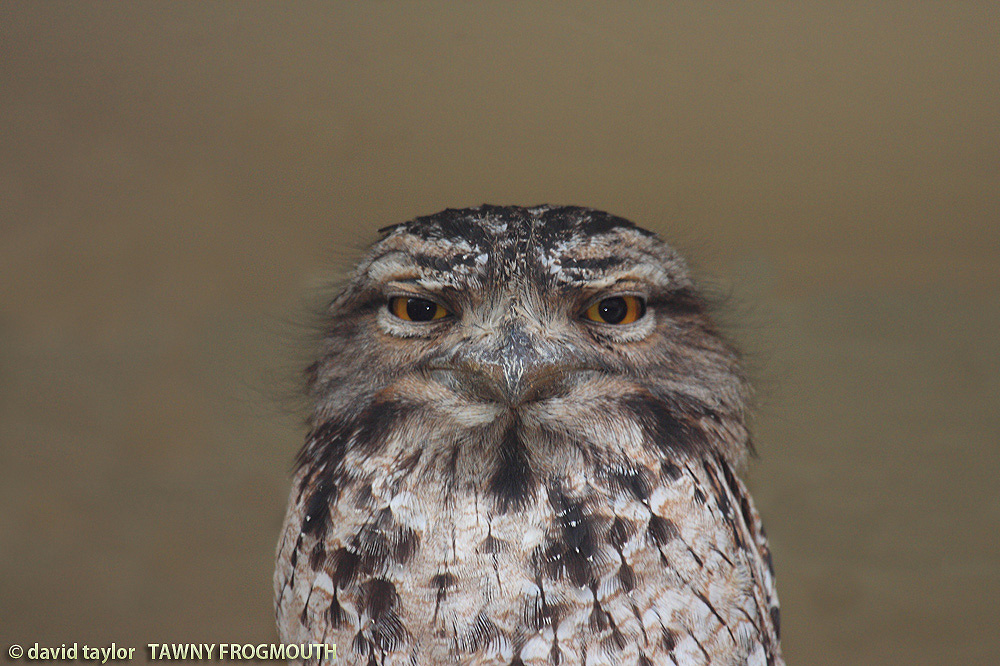 frogmouth twany-close